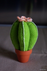Kaktusz tűpárna